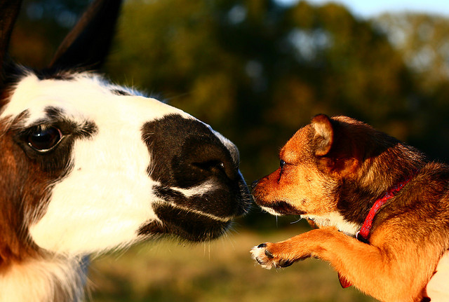 Picture of a llama touching noses with a dog